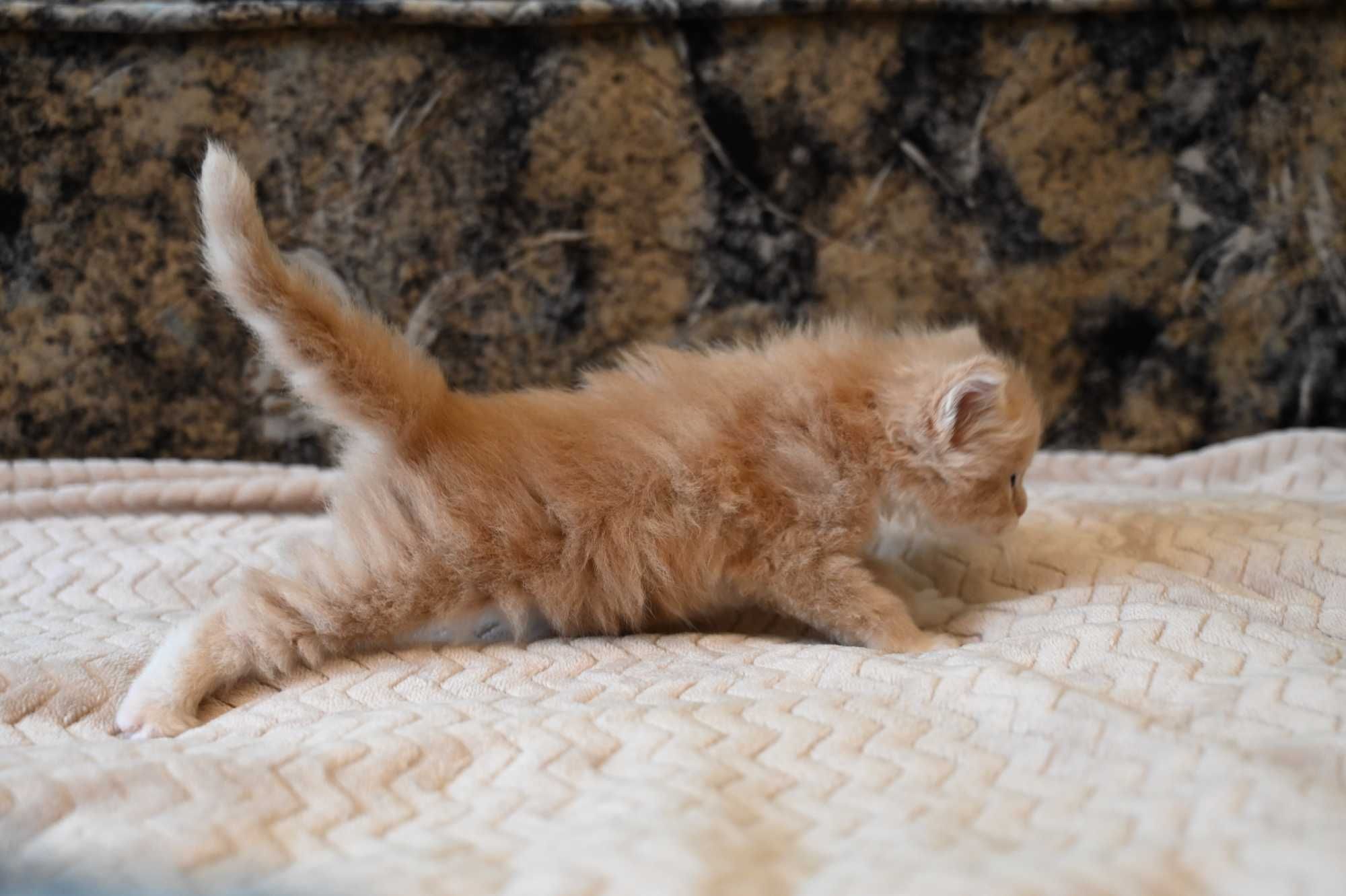 Kocur Maine Coon Kot o ubarwieniu kremowo - białym
