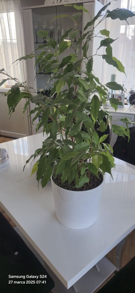 Figowiec Benjamina