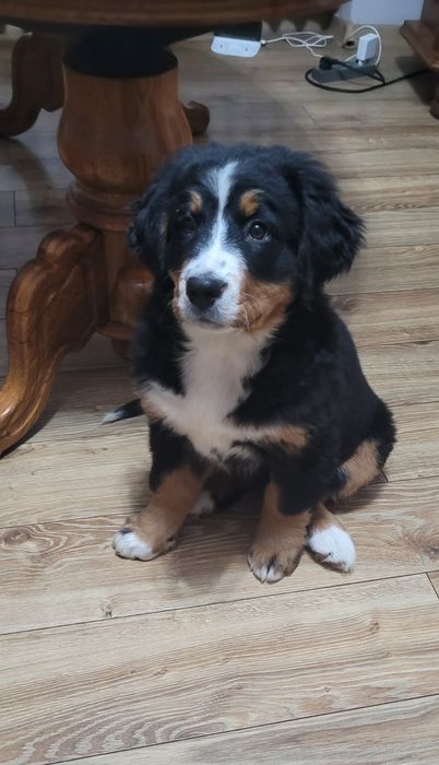 Berneński Pies Pasterski  Szczeniak SUCZKA