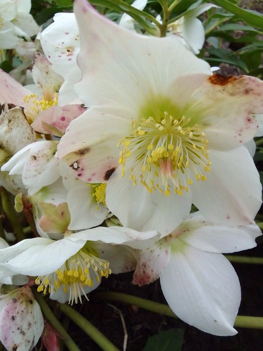 Морозники  чорний продаж