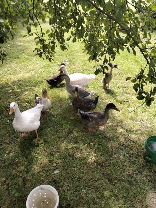 Kaczki, Gęsi, Ptaki ozdobne