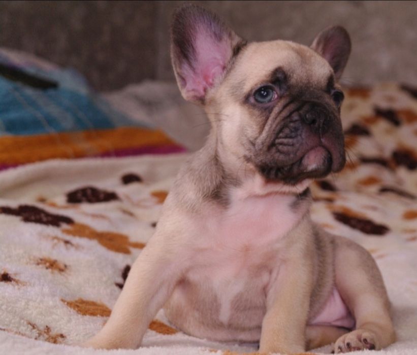 Малыши разных окрасов