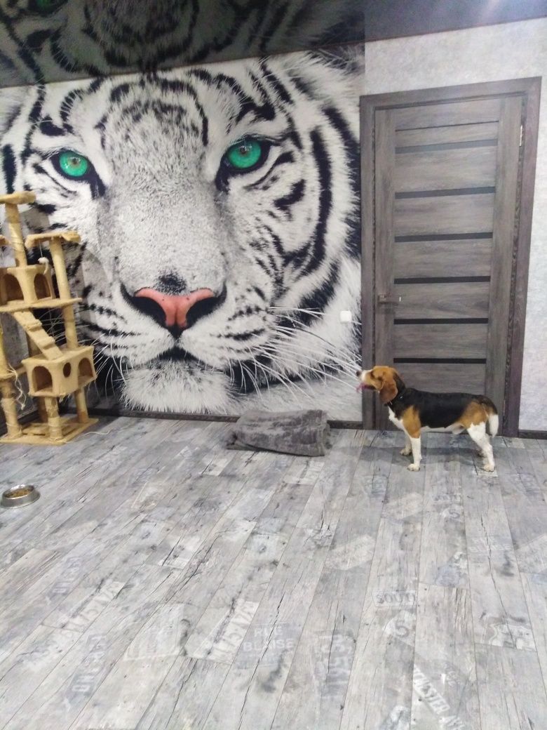 Перетримка собак та котиків