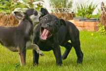 Staffordshire Bull Terrier, Staffik, stafik, FCI (ZKwP), szczenię