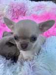 Chihuahua suczka liliowa
