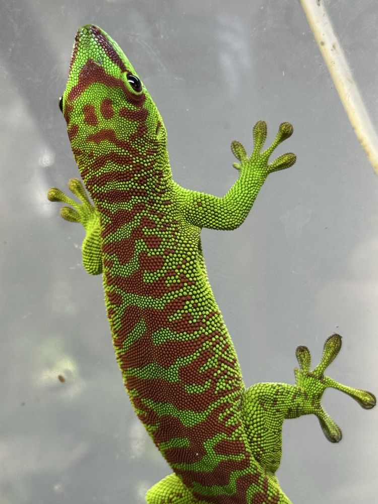 Dniówka madagaskarska