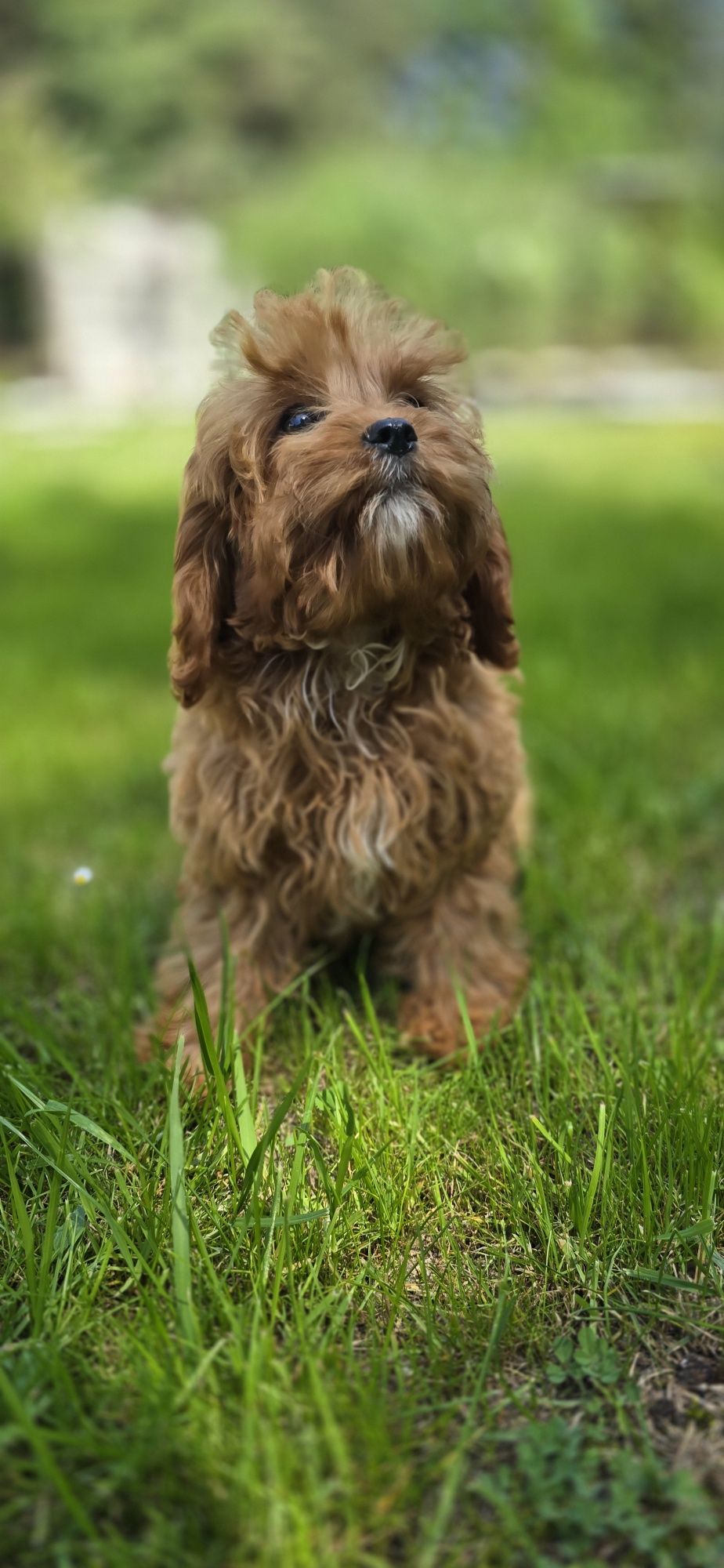 Cavapoo cavadoodle cavalier pudel Doodle