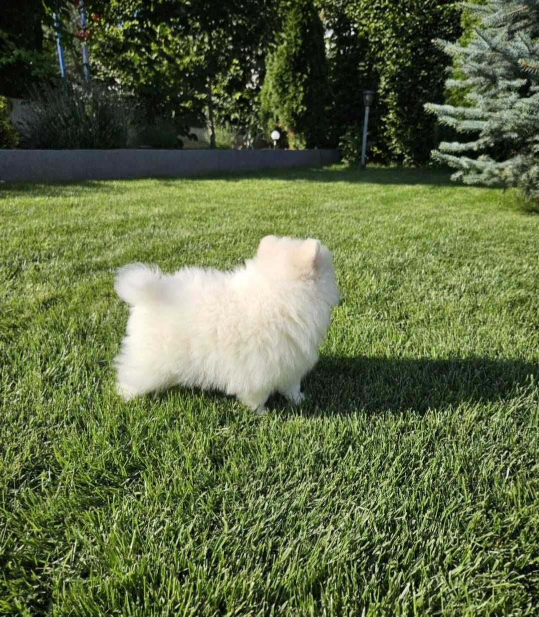 Lulu da Pomerânia macho Anao