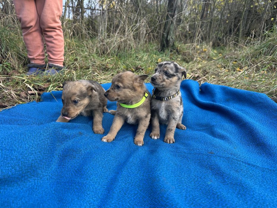 Цуценята-маленькі розбишаки в добрі руки безкоштовно