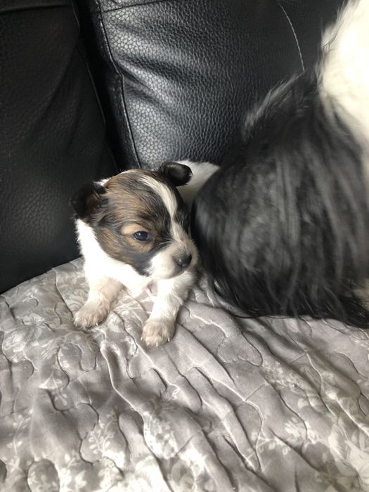 Uroczy piesek tricolor Papillon