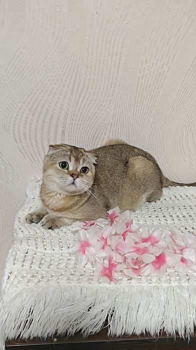 Вислоухая девочка в золотом окрасе