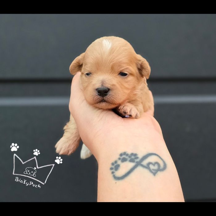 Maltipoo F1 beżowe samiec sunia pudel toy red doodle badania wyprawka