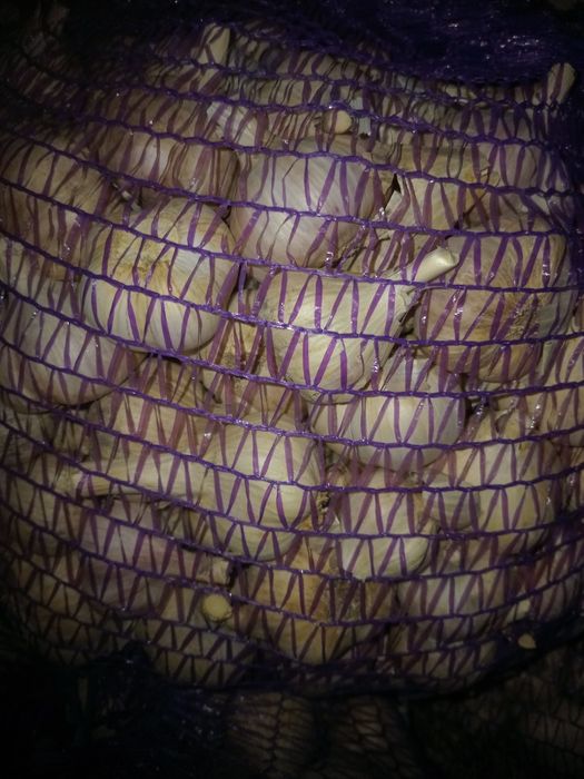 Часник зимовий...