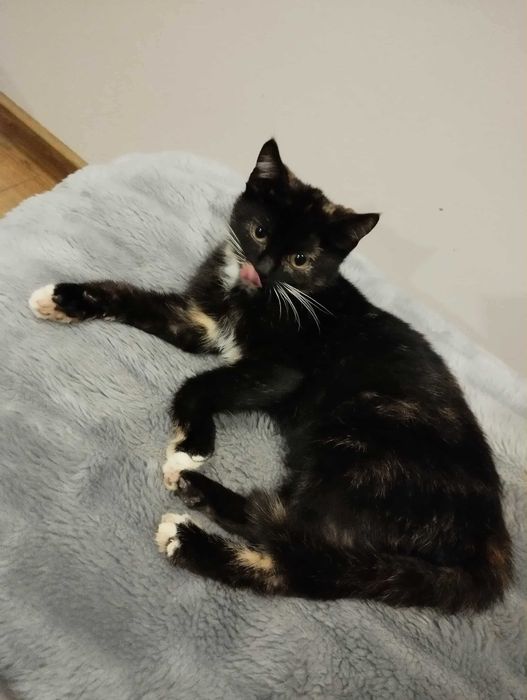 Bella szylkretka do adopcji