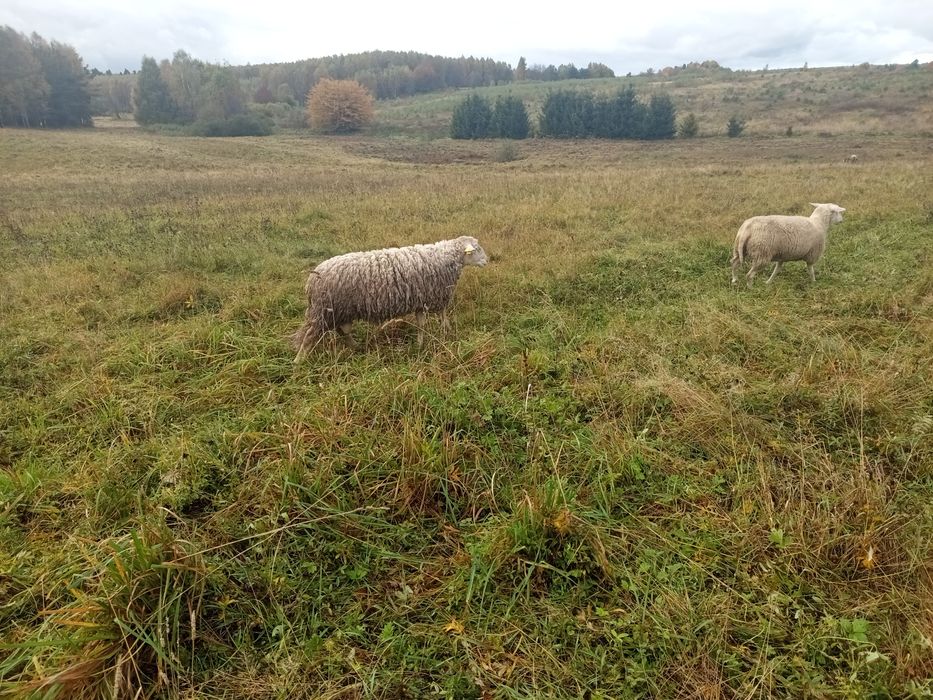 baran lacaune czystej krwi