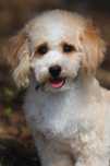 Maltipoo - Samiec Apricot / biały - Malti-poo Freddy
