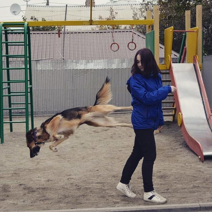 Домашня перетримка собак у Києві, dog sitter