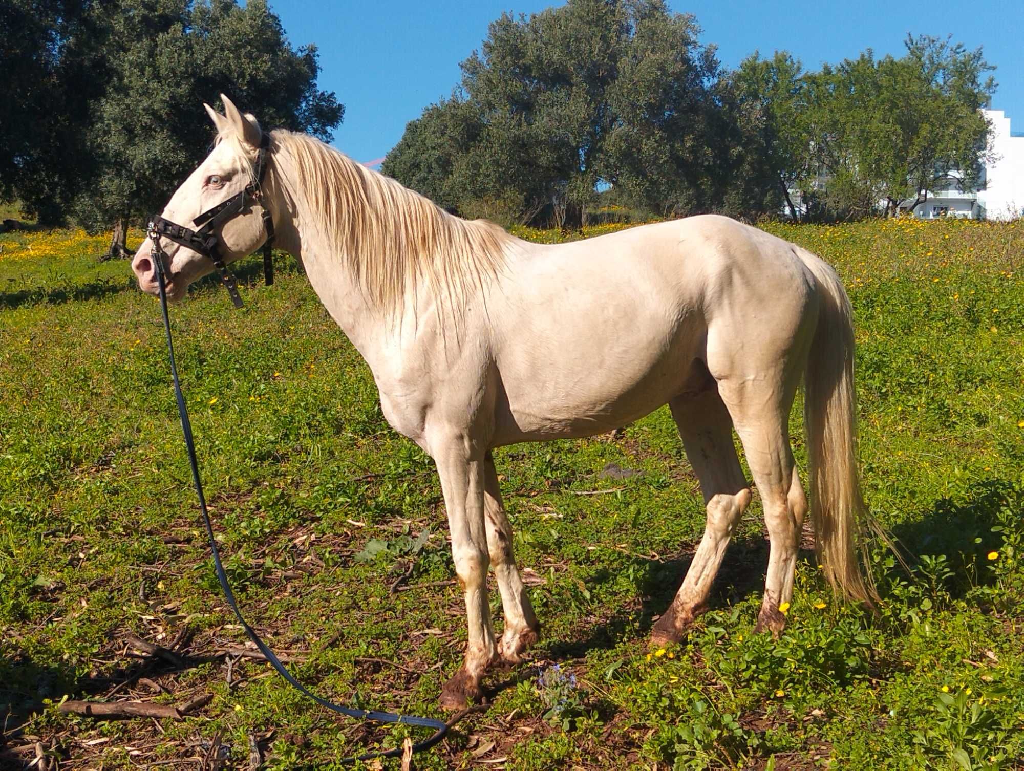 Cavalo Isabel com 14 anos