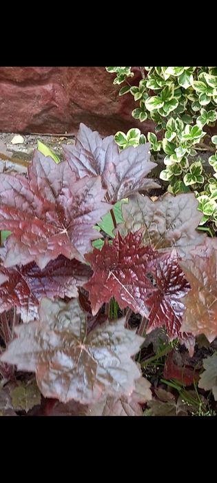 Хоста гейхера бересклет гортензії очиток астильба брунера лапчатка