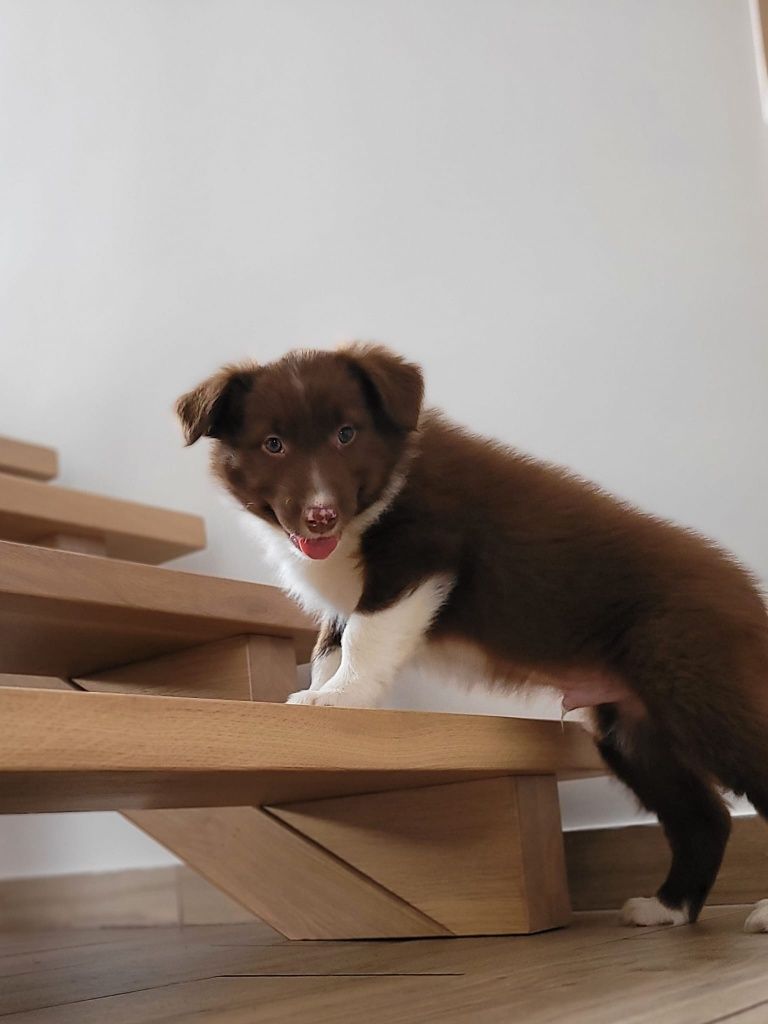 Border Collie piesek