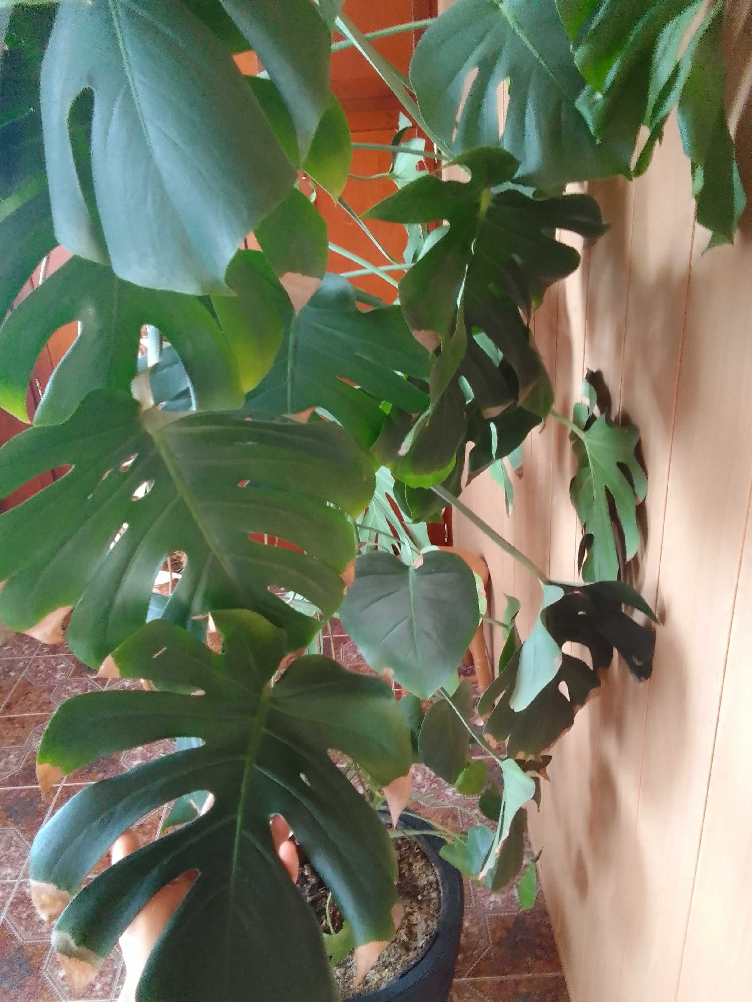 Kwiat monstera prawie 2m