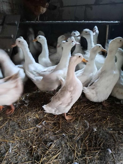 Sprzedam kaczo-gęś