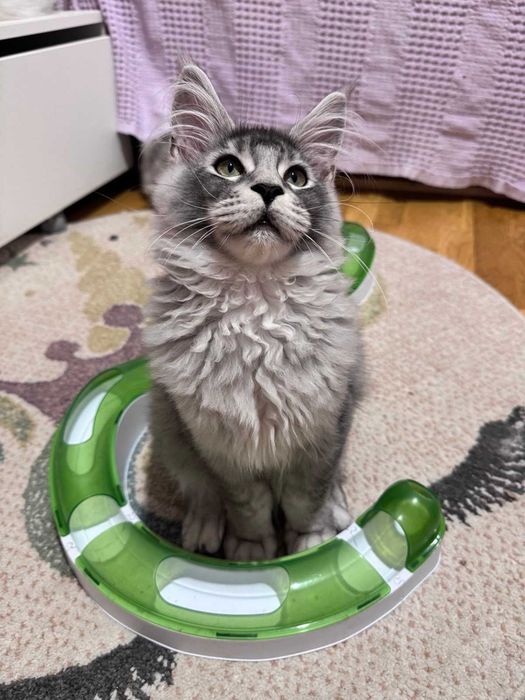Duży kocurek  -  Maine Coon czarny srebrny - 4 miesięczny