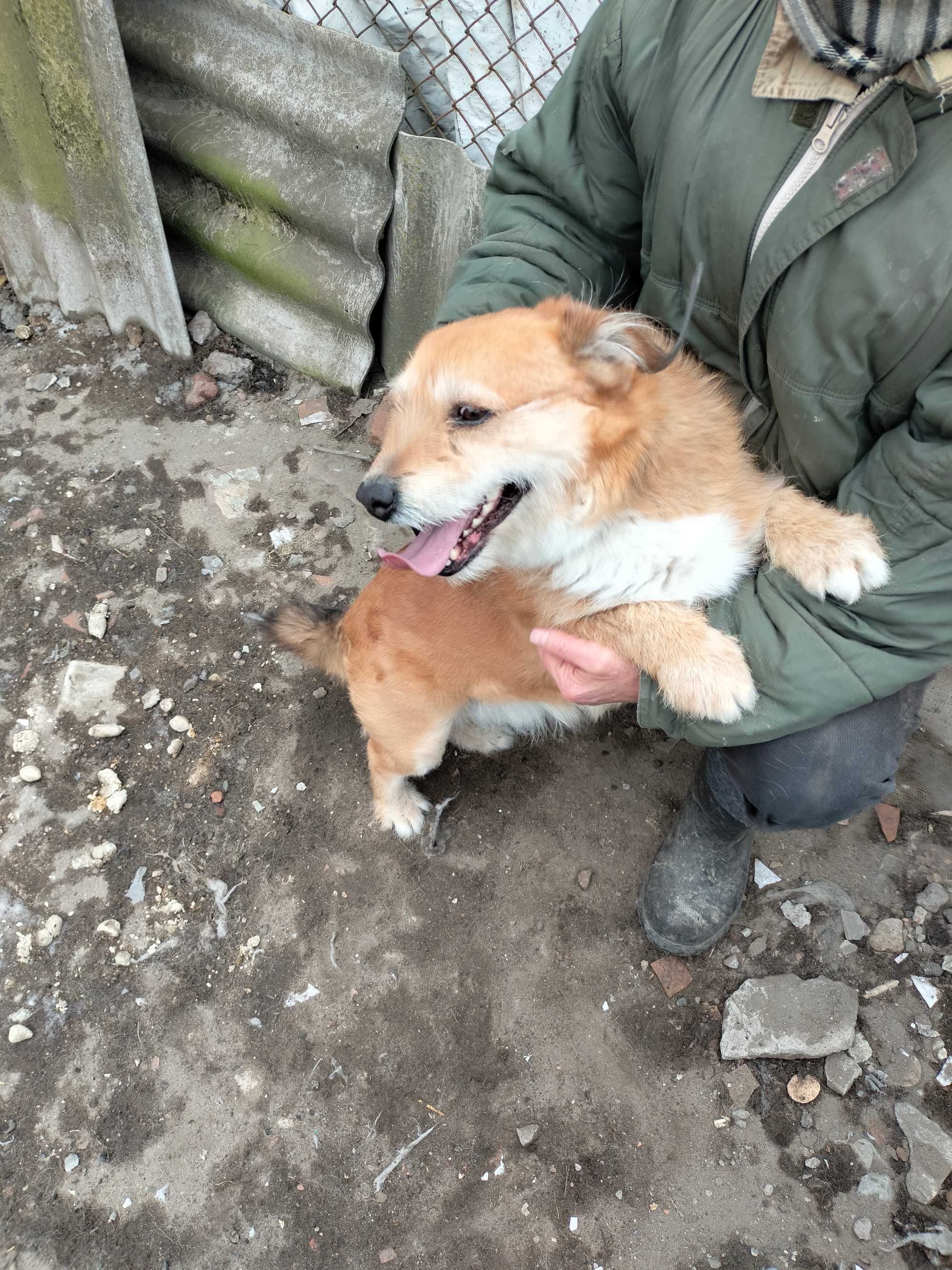 Piesek niski za darmo