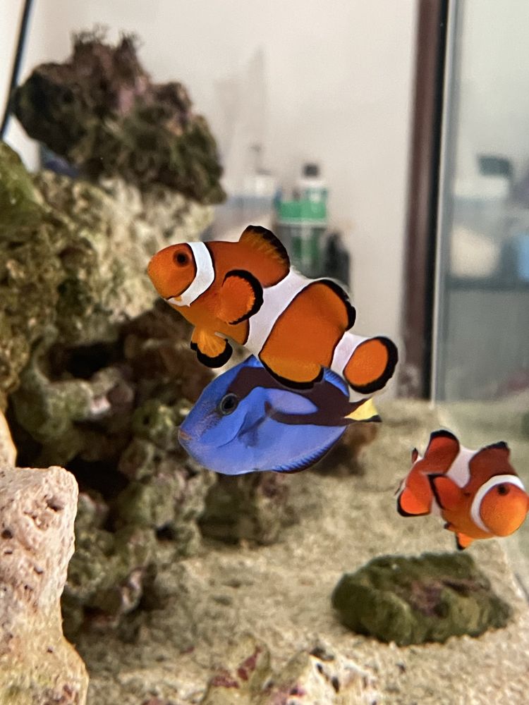 Casal peixe palhaço - Ocellaris