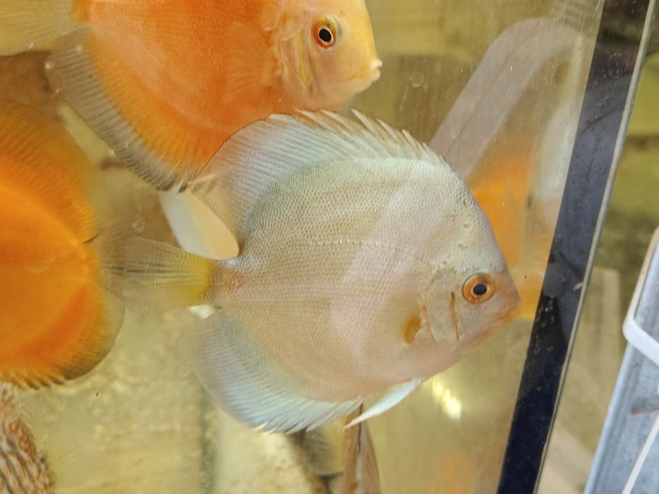 MISIEKZOO Dyskowce Paletki - 12-13 cm różne kolory tylko 170 zł