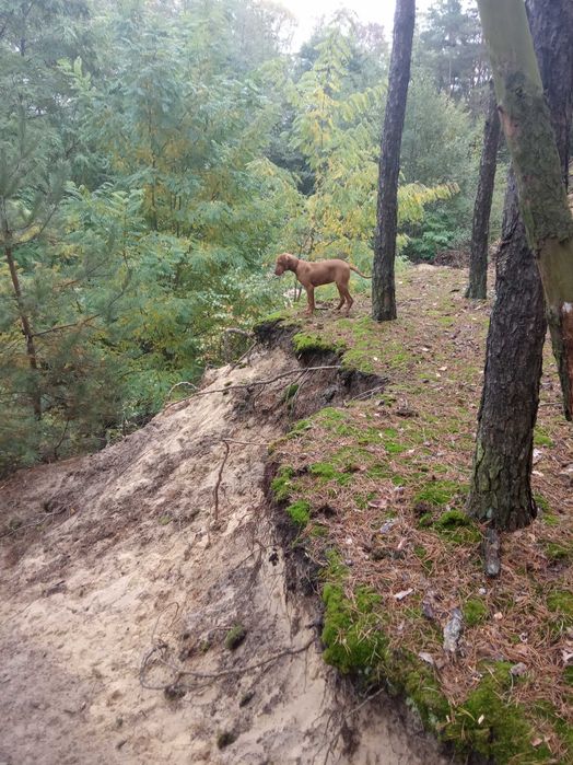 Piesek 4-miesięczny Wyżeł Węgierski krótkowłosy