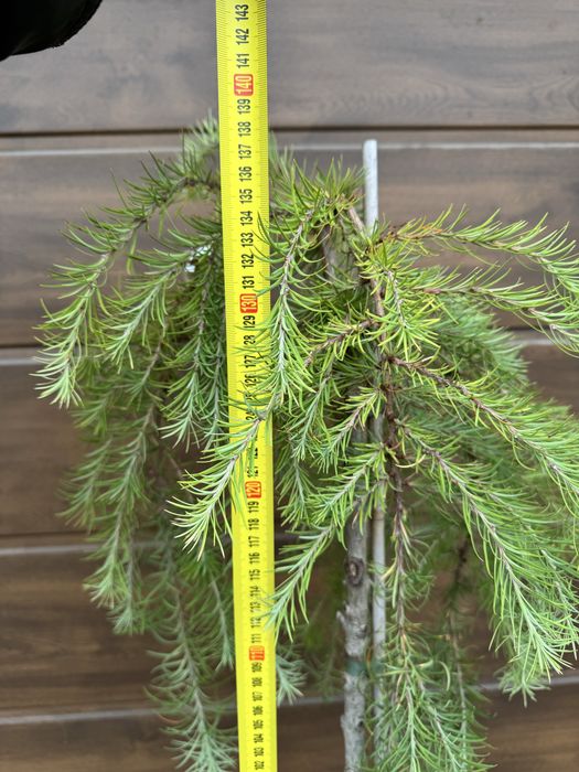 Модрина Larix Stiff Weeper Pendula Krejci Globus American Pie