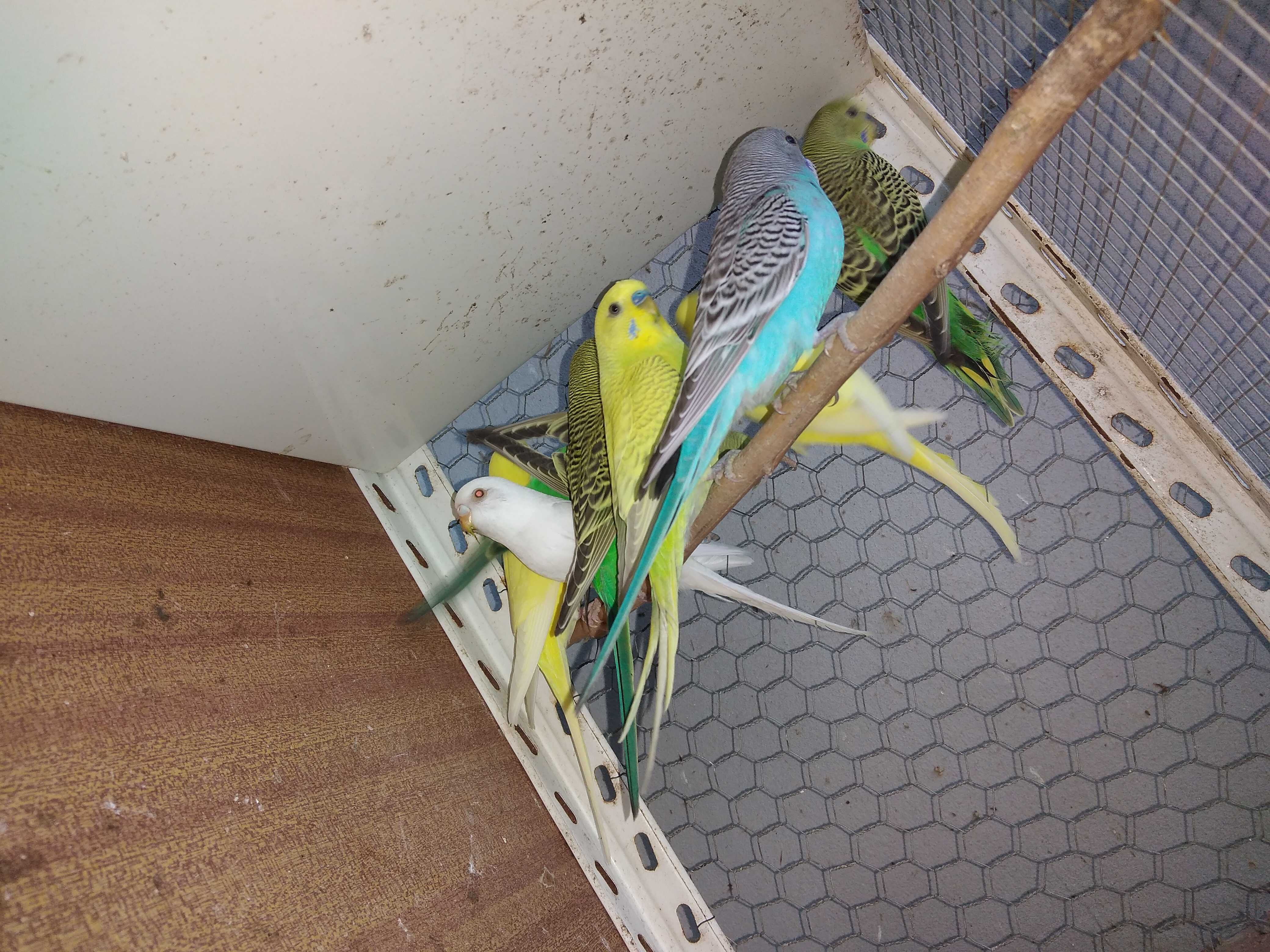 Periquitos australianos