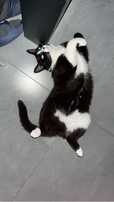 Zaginęła kotka w Chojnicach