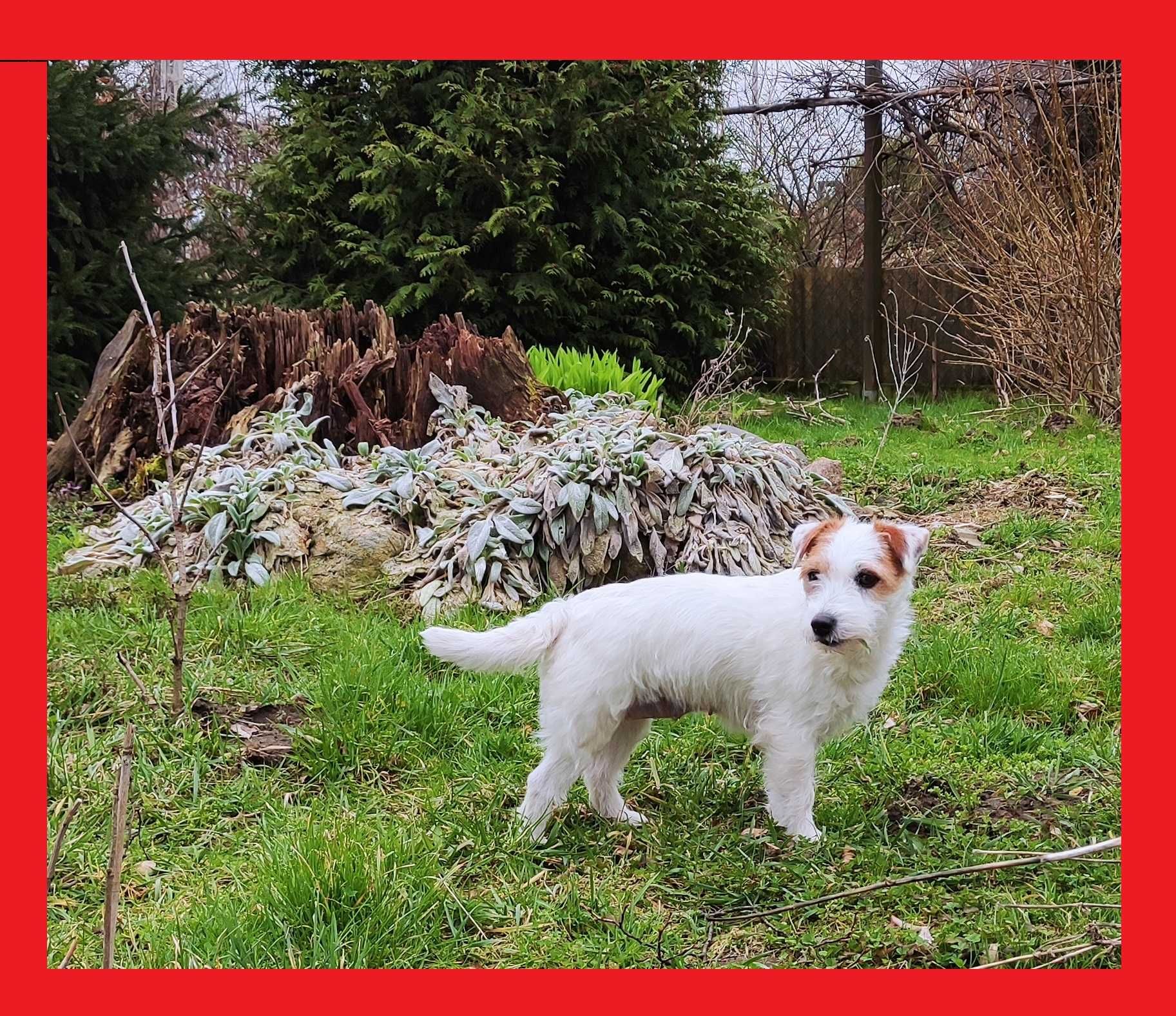 Jack Russell Terrier ZKWP FCI 6 miesięczna suczka