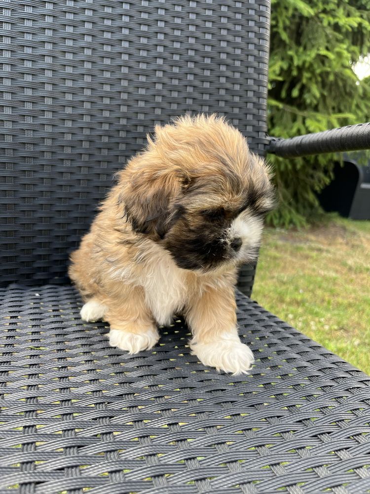 Suczka rasy Shih tzu