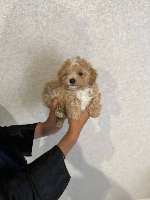 ДОСТАВКА! Шикарний міні мальтфпу ф1, доставка, mini maltipoo f1