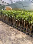 Laurowiśnia Caucasica na Pniu 100 cm 95 zł