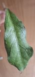 Hoja Clemensiorum K2