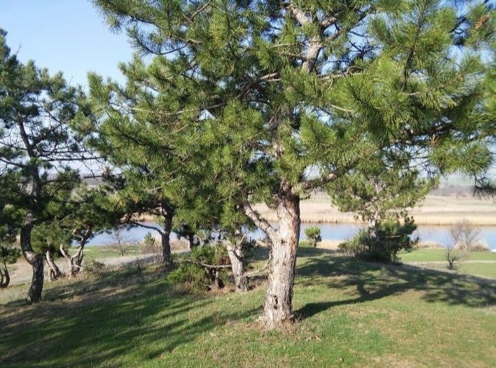 Большой выбор участков вокруг города Николаев, у трассы, реки, леса.