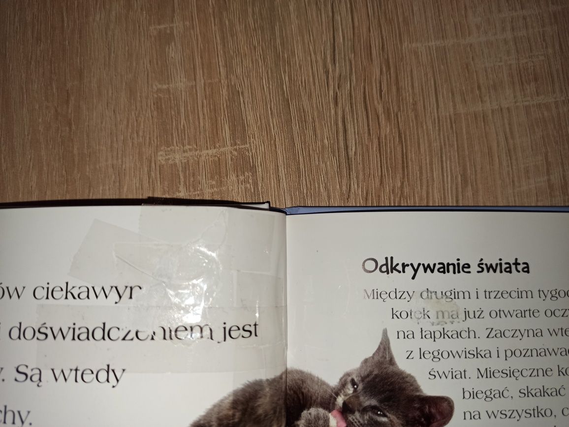 Koty i ich niezwykły świat