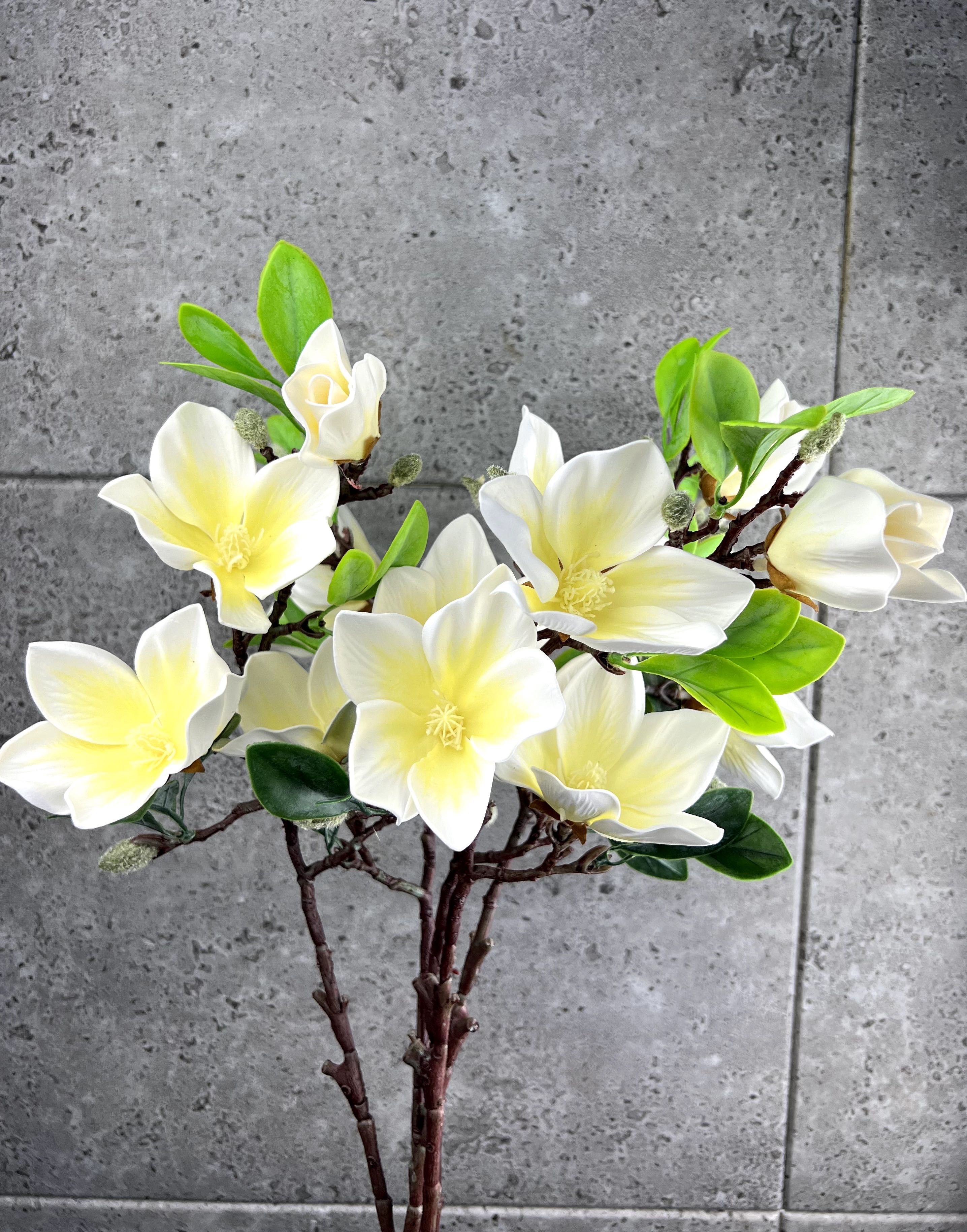 Magnolia, gałąź magnolii PIANKOWA PREMIUM JAKOŚĆ (cena za 1 sztukę)