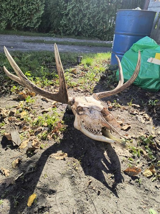 Czaszka łosia . Poroże.