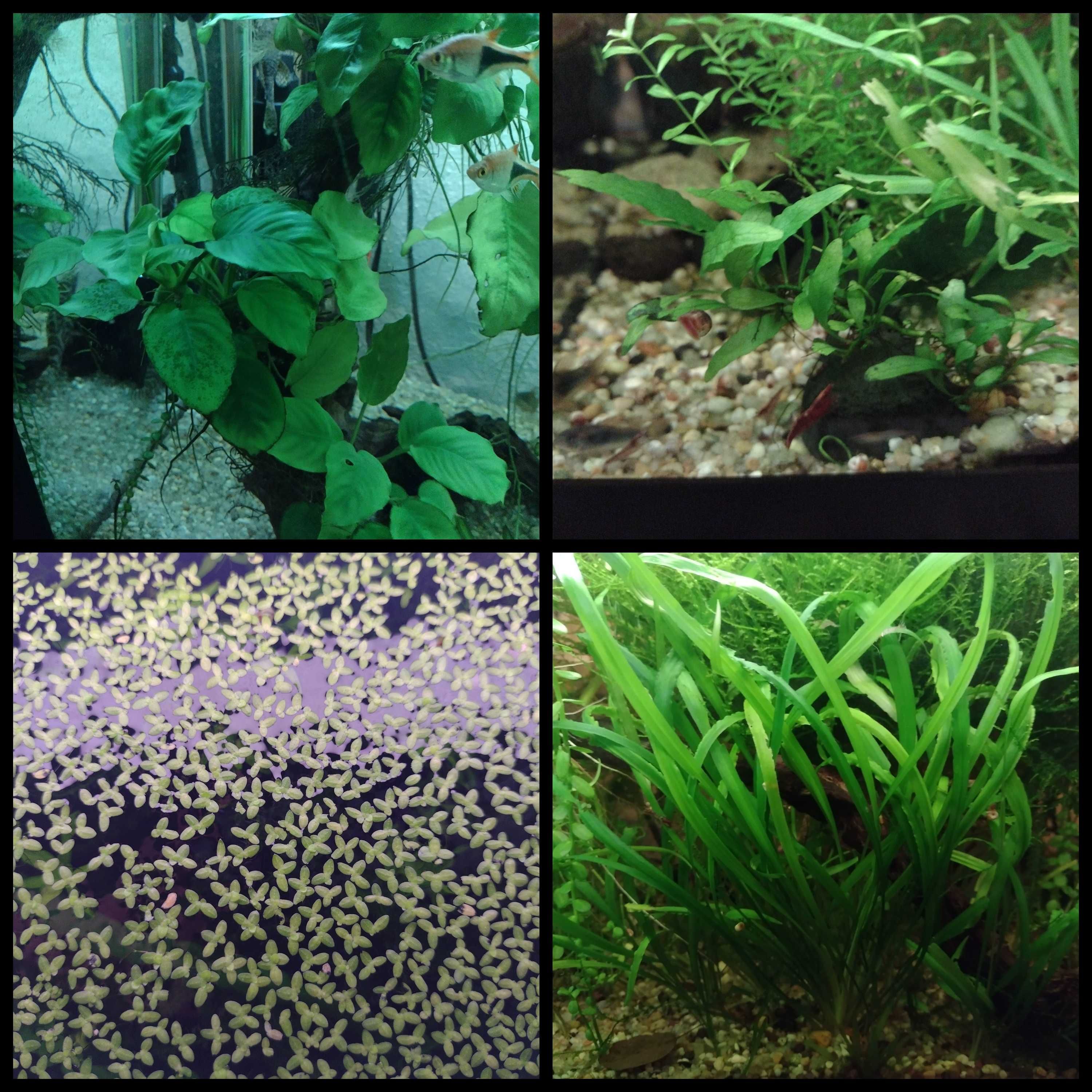 15 espécies de plantas aquáticas (faço envios)