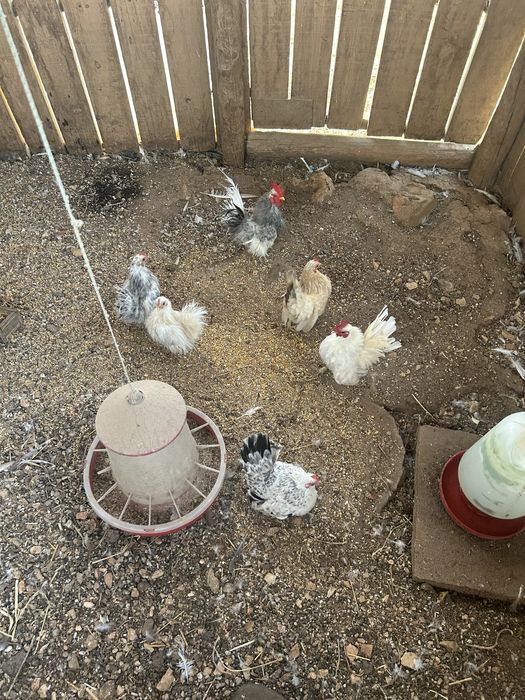 Ovos de galinha raça ( Serema ) .