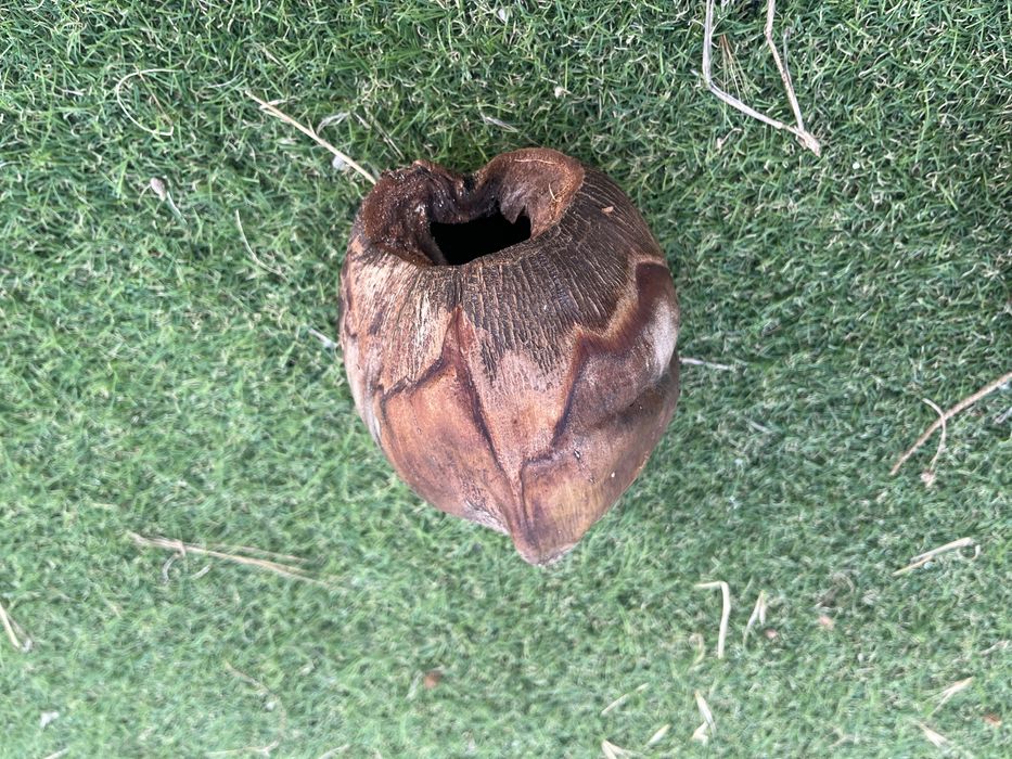 Cascas de coco para aquario ou terrario