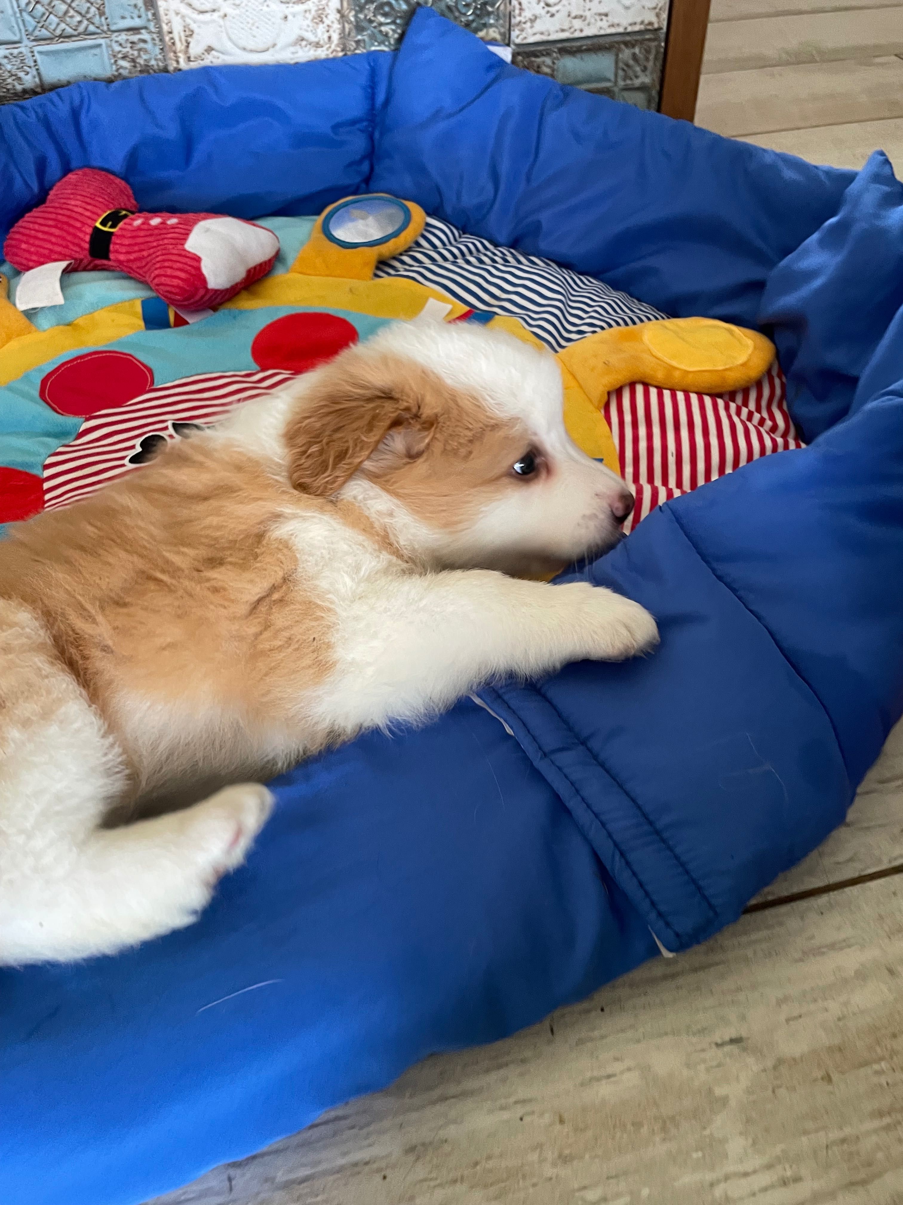 Border Collie - Salus Canis FCI