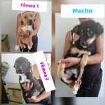 Cachorrinhos 3 meses, adoção responsável