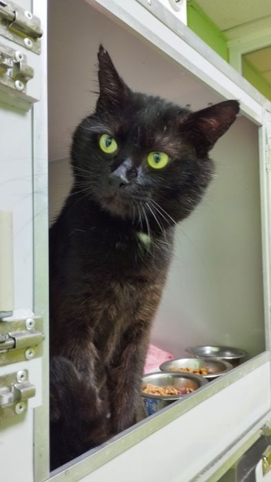 Молоденькому Сенечкі потрібен дім