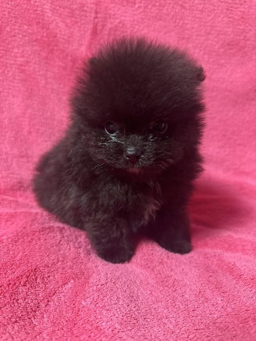 Померанчик хлопчик